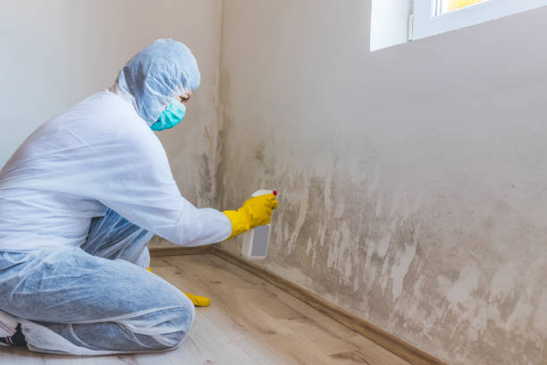 Licensed Mold Removal service in Chester, VA - WQB Mold Removal
